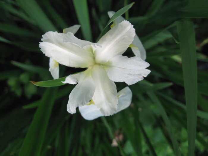 White Iris