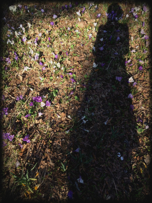 Crocuses shadow final